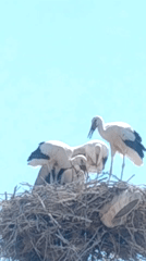Stork family resting in a treetop nest against open sky