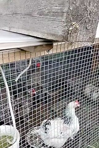The video shows a wire-mesh enclosure housing several chickens. The enclosure appears to be outdoors, with greenery visible in the background. Inside the enclosure, there are multiple chickens with gray and white speckled plumage, and some with white and gray barred patterns. Some of the chickens have red combs. There are at least two white chickens visible, one in the lower right corner and another partially visible behind it. A white bucket with green liquid is positioned to the left, with a white tube extending from it. Another smaller container, possibly for food or water, is visible on the ground. The floor of the enclosure appears to be dirt or mud.