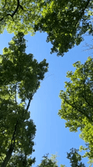Spring morning outdoor scenes captured in wooded area