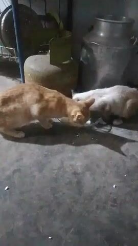 The video shows two cats eating from a surface on a concrete floor. An orange tabby cat is on the left, and a white or light-colored cat is on the right. They are positioned next to each other, with their heads down as they eat. Scattered white pieces are visible on the floor, which appear to be food. In the background, there are various objects, including what looks like a gas tank, a metal container, and shelving. The lighting is dim, suggesting an indoor or covered outdoor space. The cats appear to be interacting peacefully as they share their meal.