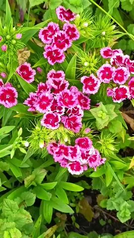 A close-up, top-down view captures a cluster of vibrant pink and white flowers with green foliage. The flowers have delicate, fringed petals and are arranged in clusters, with some buds visible among the blooms. The surrounding leaves are a lush green, creating a natural, garden-like environment. The lighting suggests an outdoor setting, possibly a sunny day, with soft shadows indicating the direction of the light source.