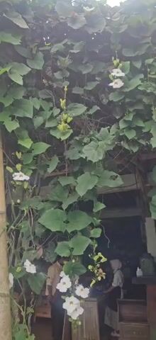 The video pans across a dense green vine with large leaves and white flowers, draped over a bamboo pole and a structure that appears to be a building's roof. Several white flowers are visible, some in full bloom and others as buds. Beneath the vine and partially obscured by foliage, two people are standing in an indoor/outdoor seating area. One person is wearing a maroon shirt and black pants, and the other is wearing a light-colored headscarf and clothing. In the background, the interior of a building can be seen, with tables, chairs, shelves, and decorations on the walls. The overall environment suggests a cafe or restaurant with an outdoor seating area.