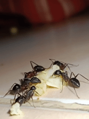 Ants gather around grain in Lhokseumawe, Indonesia