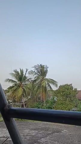A vertical video shows a view of palm trees and other foliage against a pale sky. The foreground is dominated by a dark, metallic railing. The palm trees are lush and green, with their fronds gently swaying. The overall impression is one of a peaceful, natural scene.