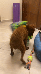 Dog plays with toys while owner uses phone in Hurghada