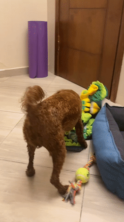 Dog plays with toys while owner uses phone in Hurghada