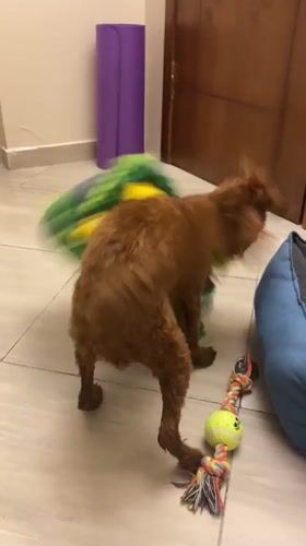 Dog plays with toys while owner uses phone in Hurghada