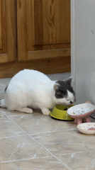 Cat feeds from bowl in Bulgarian home