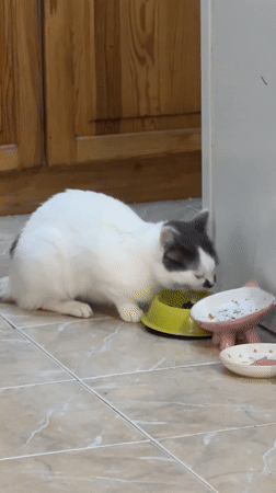 Cat feeds from bowl in Bulgarian home