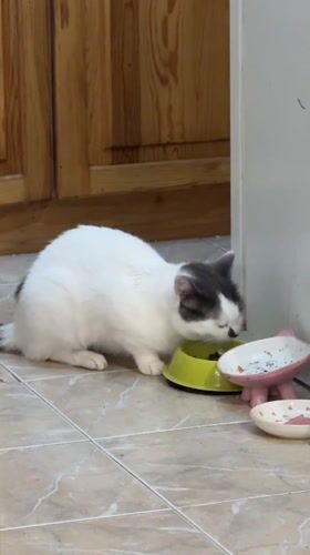 Cat feeds from bowl in Bulgarian home