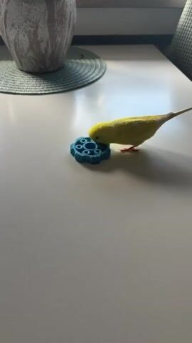 A small yellow budgie is on a white table, pecking at a blue toy with a gear-like shape. The budgie is standing on its feet, with its head down, focused on the toy. In the background, there is a vase on a placemat. The lighting is bright, indicating it might be daytime. The scene appears to be indoors, likely in a home environment. The video is short, capturing the budgie's interaction with the toy for a few seconds.