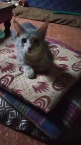 A medium shot video captures a grey tabby cat lying on a patterned pillow. The cat is facing forward with its paws tucked underneath its body and its ears perked up. The background appears to be a room with a wooden table on the left and a patterned rug on the floor. The lighting is dim, suggesting it may be indoors or evening. The cat's eyes are open, and it seems to be looking directly at the camera.