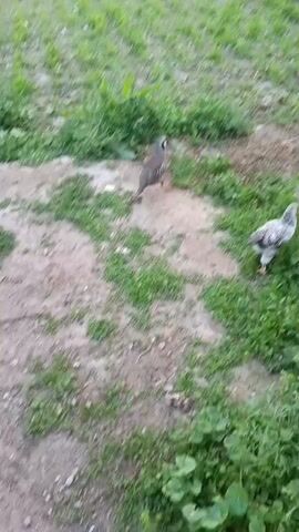 A video shows several young chickens foraging in a grassy area. The chickens are moving around, pecking at the ground and interacting with each other. The environment is a natural outdoor setting with green grass and some scattered debris. The video is filmed from a slightly elevated perspective, looking down on the chickens and their surroundings.