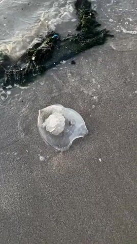 The video captures a close-up view of a sandy beach shoreline where ocean waves are washing in and receding. Several clear or translucent white jellyfish, varying slightly in size, are seen on the wet sand. As the waves come in, they wash the jellyfish further onto the shore, and as they recede, they pull some of the jellyfish back into the water. Dark green seaweed or debris is visible at the water's edge, and a piece of driftwood is briefly seen being moved by the water. The camera remains stationary, focused on the water line and the jellyfish.
