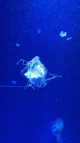 The video shows several jellyfish swimming in a dark blue environment, presumably water. The jellyfish are translucent with long, trailing tentacles and have a soft, glowing center. Some of the jellyfish are small and near the top of the frame, while one larger jellyfish is centered. The dark blue water has tiny, speckled particles throughout.
