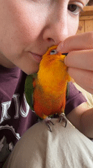 Woman gently interacts with colorful parrot in Khimki home