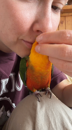 Woman gently interacts with colorful parrot in Khimki home
