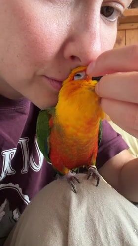 Woman gently interacts with colorful parrot in Khimki home