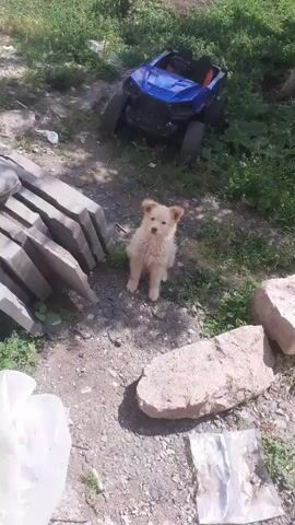 A fluffy, light-colored puppy is sitting on the ground, looking towards the camera with its mouth open. In the background, a blue toy vehicle is parked on grass. To the left of the puppy, there is a stack of gray, flat objects, possibly concrete slabs. To the right of the puppy, there is a large, rough-textured rock. The ground is covered in dirt and some scattered debris. The overall setting appears to be an outdoor area with vegetation.