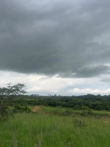 The video shows a time-lapse of a landscape with green grass in the foreground and a line of trees in the background. The sky is overcast with dark, heavy clouds. The clouds appear to be moving and changing shape, suggesting the passage of time and possibly an approaching storm. There are no people or discernible objects other than the natural environment. The scene is static, with no action taking place other than the movement of the clouds.