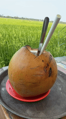 Morning coconut drinks enjoyed at rustic table overlooking rice fields