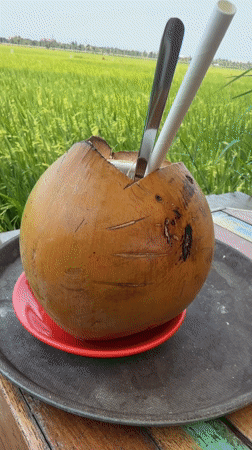 Morning coconut drinks enjoyed at rustic table overlooking rice fields
