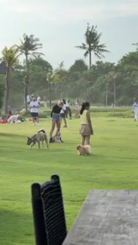 The video shows a grassy field with palm trees and other greenery in the background. Several people are scattered across the field, and a group of dogs roams freely. Two women stand closer to the camera, one wearing a yellow top and tan skirt, and the other in a black top and denim shorts. The latter appears to be interacting with the dogs. In the foreground, the back of a dark wicker chair and part of a wooden table are visible, suggesting the video is taken from a seated position, possibly at a café or restaurant overlooking the field.