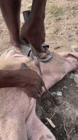 Pig butchering observed in Badagry, Nigeria