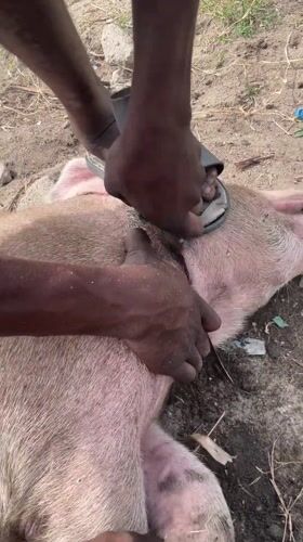 Pig butchering observed in Badagry, Nigeria