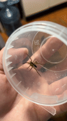 Person captures striped spider in container in Nizhny Tagil