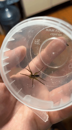 Person captures striped spider in container in Nizhny Tagil