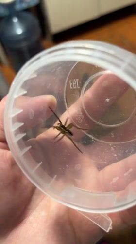 Person captures striped spider in container in Nizhny Tagil