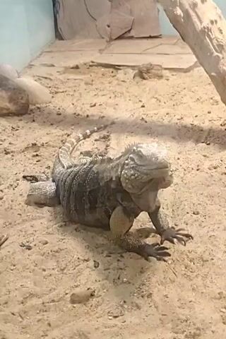 A rhinoceros iguana is lying on a sandy substrate within an enclosure. The reptile is a muted gray and black color with prominent dorsal spines running along its back. Its head is facing forward, and its mouth is open. The iguana is positioned in the center of the frame, with its legs splayed out. The enclosure appears to be a zoo exhibit, with a rocky backdrop and a wooden element visible in the upper right quadrant. The lighting is subdued, casting shadows on the sand.