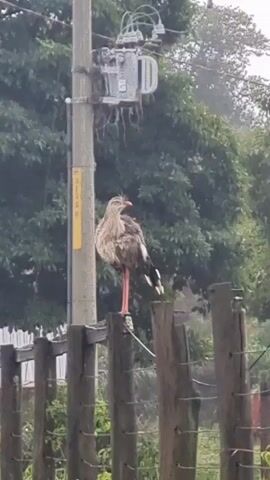A bird stands perched on a wooden fence post. The bird is facing the camera, with its head turned slightly to the side. It has brown and white plumage and long, orange legs. In the background, there is a utility pole with electrical equipment attached. Trees and foliage are visible behind the utility pole, suggesting an outdoor setting. The sky appears overcast, indicating a cloudy day. The scene is likely rural or semi-rural, given the presence of the wooden fence and utility pole in a natural environment. There are no people visible in the media file. The overall mood is neutral, simply documenting the bird's presence in its environment. A yellow sticker with black text, possibly a label or identification number, is visible on the utility pole. The text appears to be "01326".