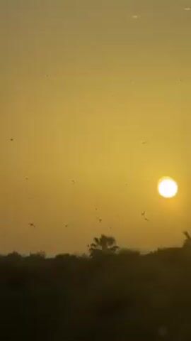 The video displays a landscape view during sunset. The sky is a yellow-orange hue with the sun as a bright, distinct orb. A treeline is visible, with at least one palm tree silhouetted against the sunset. Many small, dark shapes suggestive of birds are scattered across the sky. It seems to be a wide shot, likely filmed from a moving vehicle.