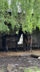 Rural exploration of abandoned industrial site with horses and smokestack