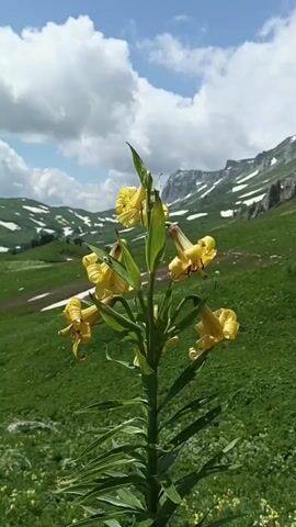 The video shows a close-up of a tall yellow lily in the foreground. The lily has multiple blooms with recurved petals and dark spots inside. Behind the lily, the scene opens up to a lush green mountainous landscape. Rolling hills covered in grass stretch into the distance, with patches of snow visible on some of the higher slopes. The sky above is a vibrant blue, dotted with fluffy white clouds. The lighting suggests it is daytime, likely during the late morning or early afternoon. There are two small figures visible in the middle ground, walking along a path that winds up the side of one of the hills, suggesting human presence in the area. The overall impression is a serene and beautiful natural setting.