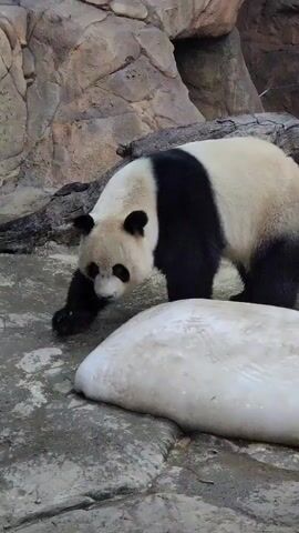 A giant panda is walking toward the camera. The panda's fur is predominantly white, with black fur on its limbs and shoulders. The panda's habitat is rocky. There's a large, white object next to the panda that resembles a snow-covered rock. A piece of driftwood is visible behind the panda. The foreground is out of focus.