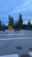 Deer cross West Vancouver crosswalk during twilight hours