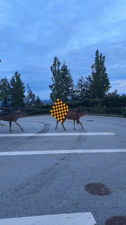 Deer cross West Vancouver crosswalk during twilight hours