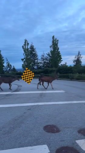 Deer cross West Vancouver crosswalk during twilight hours