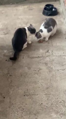 Two cats, one dark gray and white, the other white with dark gray patches, are positioned on a concrete surface, interacting with food placed between them. Behind them, a black double-compartment pet food bowl is visible. The scene appears to be outdoors, with a dirt area and a brick wall in the background.