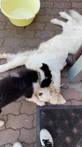 This media file captures a heartwarming scene of two dogs, a larger white dog and a smaller black and white puppy, interacting outdoors. The larger dog, likely a Golden Retriever, is lying on its side on a brick patio, appearing relaxed. The puppy, possibly a Border Collie mix, is playfully nudging and leaning against the larger dog, its body language suggesting affection and curiosity. A yellow bucket is visible in the background, and a doormat lies on the patio. The scene appears to be set during the daytime, with the lighting suggesting fair weather. The location is identified as Wielka Wieś, Poland. There are no visible text elements in the media. The interaction between the two dogs conveys a sense of gentle playfulness and companionship.