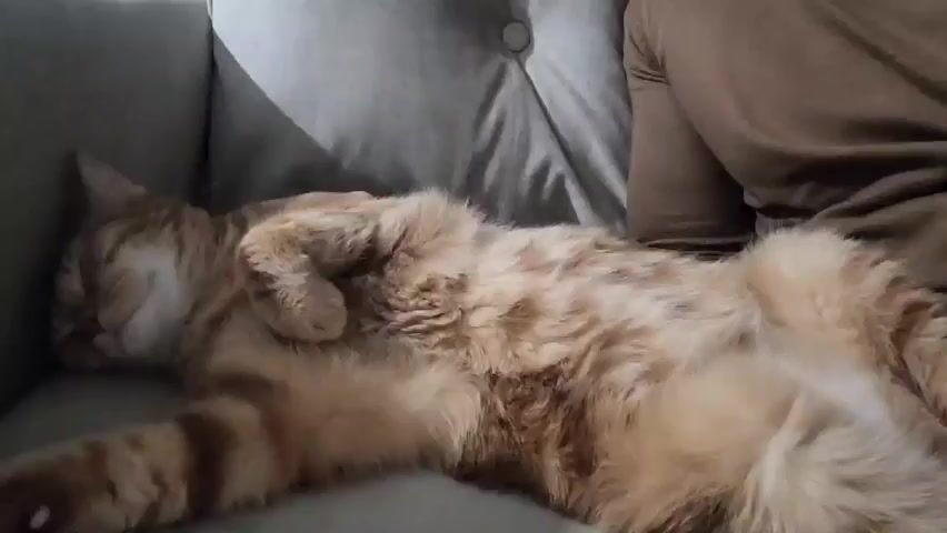 An orange tabby cat is deeply asleep on a gray couch, lying on its back with its paws curled up. A person wearing a brown long-sleeved shirt is sitting nearby on the couch. The cat's fur is soft and fluffy, and its stripes are visible along its legs. The couch is a light gray color and has a tufted design with a button. The scene is still and quiet, suggesting a peaceful environment.