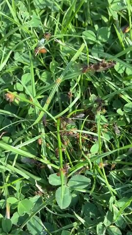 A close-up shot shows a cluster of insects, possibly ants with wings, moving in green grass and clover. The insects appear to be in various stages of activity, with some stationary and others in motion. The lighting suggests a bright, outdoor environment.