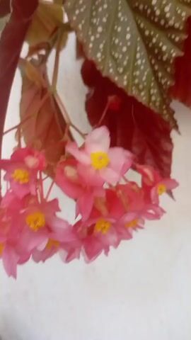 The video shows a close-up, slightly blurry, overhead view of a cluster of pink begonia flowers with yellow centers. The flowers are hanging from a plant with dark red leaves. Some of the plant's leaves are also visible, and they are green with white spots. The background is a plain, light-colored wall. The lighting is soft and natural. The camera pans slightly to the right and then zooms out.