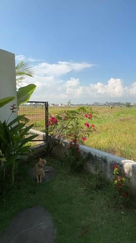 The scene shows a small outdoor garden with a cat. The garden is bounded by a low concrete wall on one side, with a metal gate set into it. Beyond the gate is a large field of tall grass, stretching towards a horizon with a few buildings visible. The sky is blue with scattered white clouds. In the garden, there's a variety of plants, including a bush with bright pink flowers and other leafy green plants. An orange tabby cat is initially sitting on a dark stone. The cat stands and walks towards the wall, then stretches up towards the pink flowers.