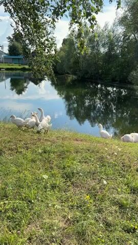 A flock of white geese stand on the grassy bank of a body of water. The geese are clustered together, with some facing the water and others facing away. One goose is stretching its wings. The water reflects the surrounding trees and sky. In the background, there are trees, buildings, and a blue sky with white clouds. The video appears to be taken on a sunny day.