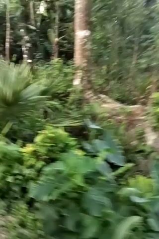 The video depicts a view from a moving three-wheeled vehicle, traveling on a dirt road bordered by dense green vegetation. Tall trees line the path, creating a partially enclosed tunnel effect. The road appears somewhat uneven, with visible tracks indicating prior vehicle passage. Another three-wheeled vehicle can be seen ahead, moving in the same direction. The overall impression is a journey through a lush, rural landscape.