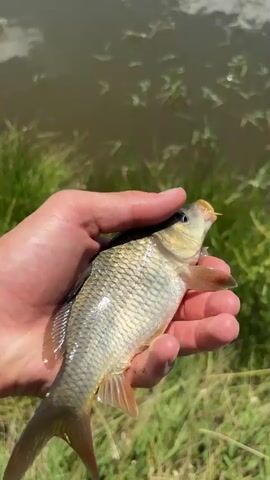 A hand holds a small fish that is caught on a fishing line with a hook in its mouth, then releases it back into a body of water. The fish splashes as it enters the water and swims away. The scene is set outdoors on a sunny day, with green grass and trees surrounding the water.